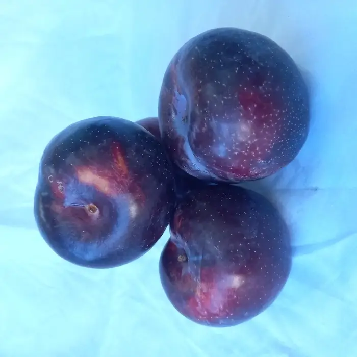 Ciruela