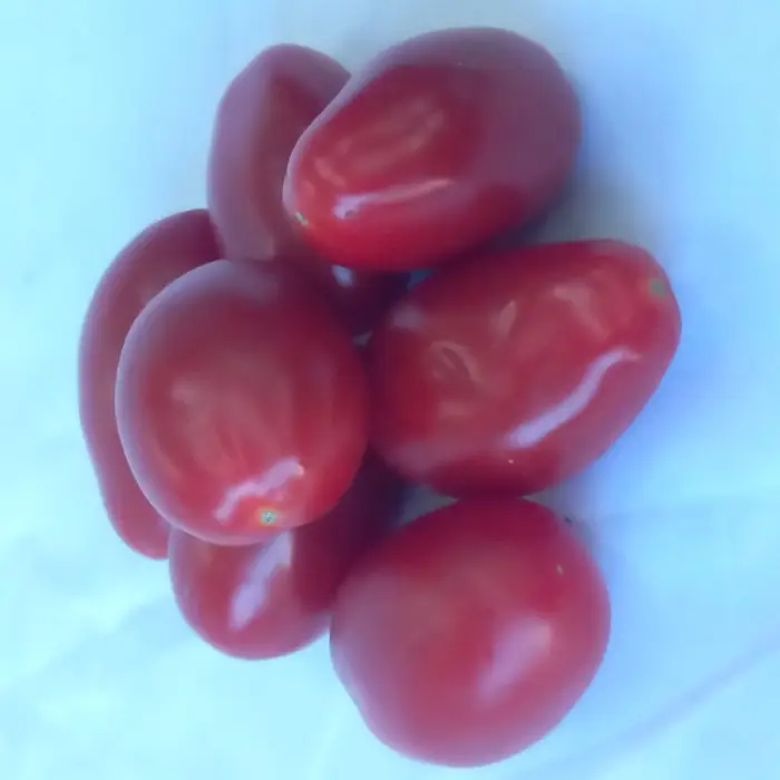 Tomate Cherry