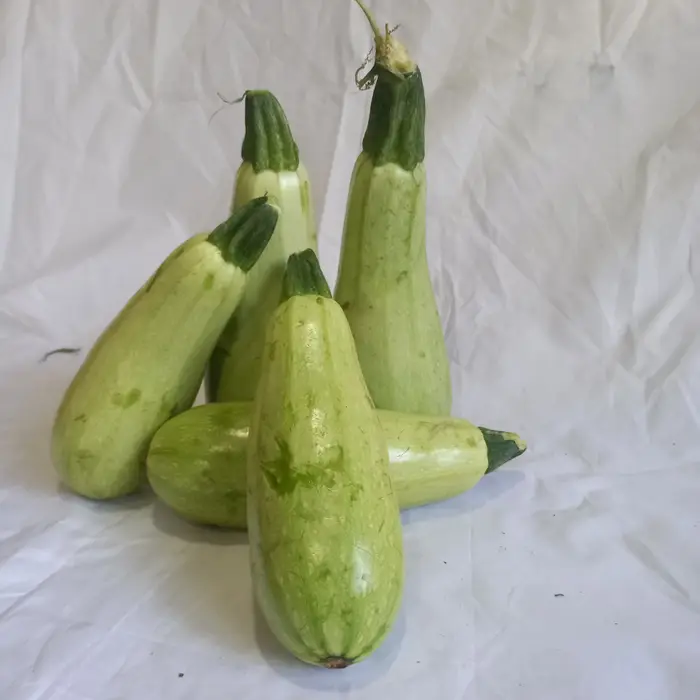 Zucchini