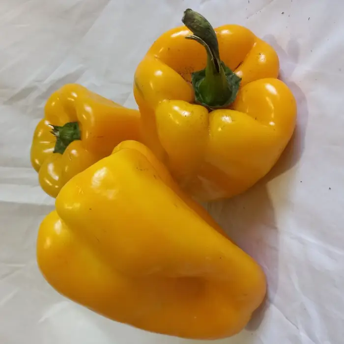 Morrón Amarillo