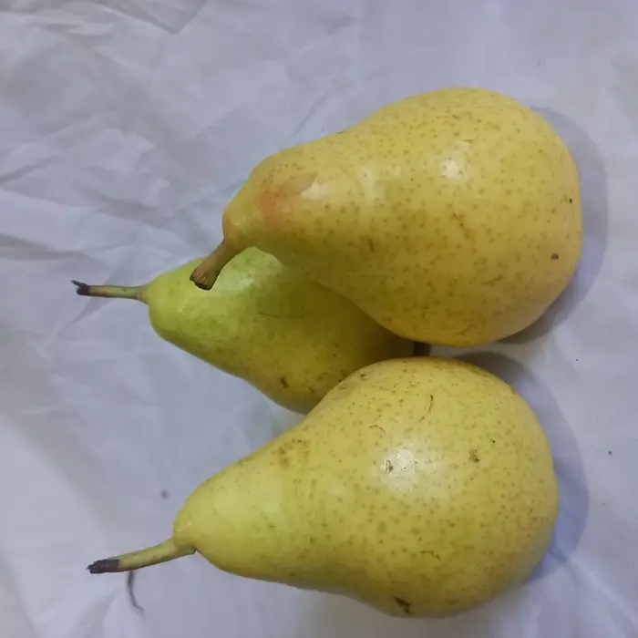 Pera