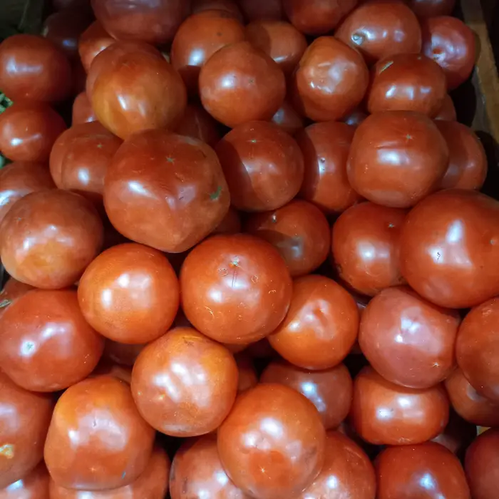 Tomate redondo