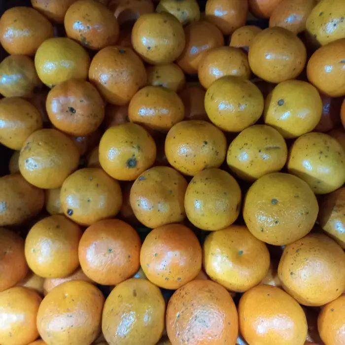 Mandarina nova