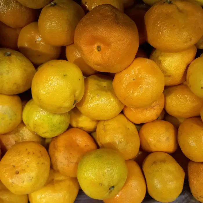 Mandarina okitzu