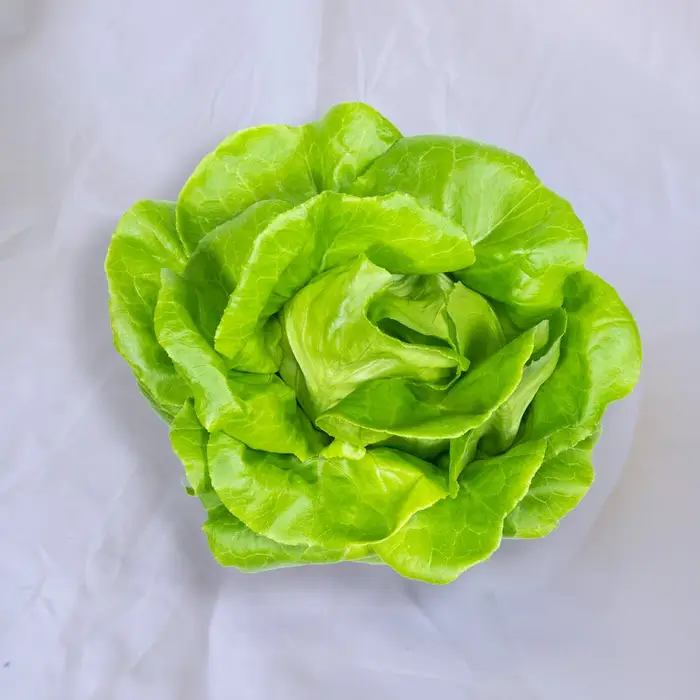 Lechuga mantecosa