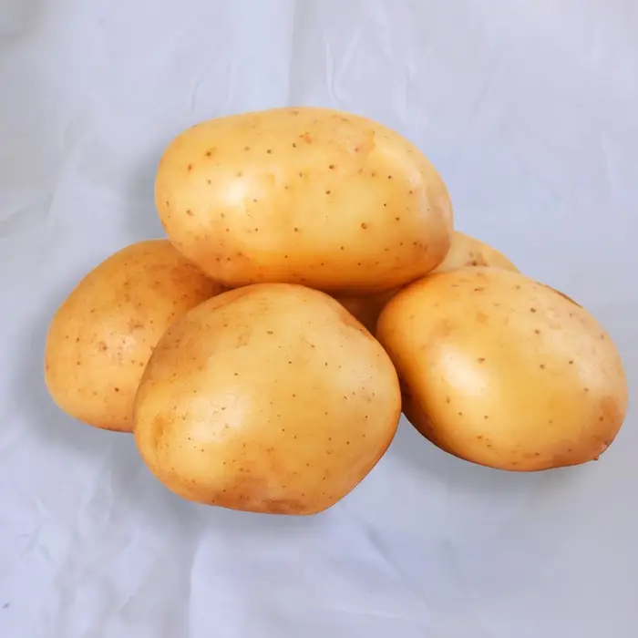 Papa